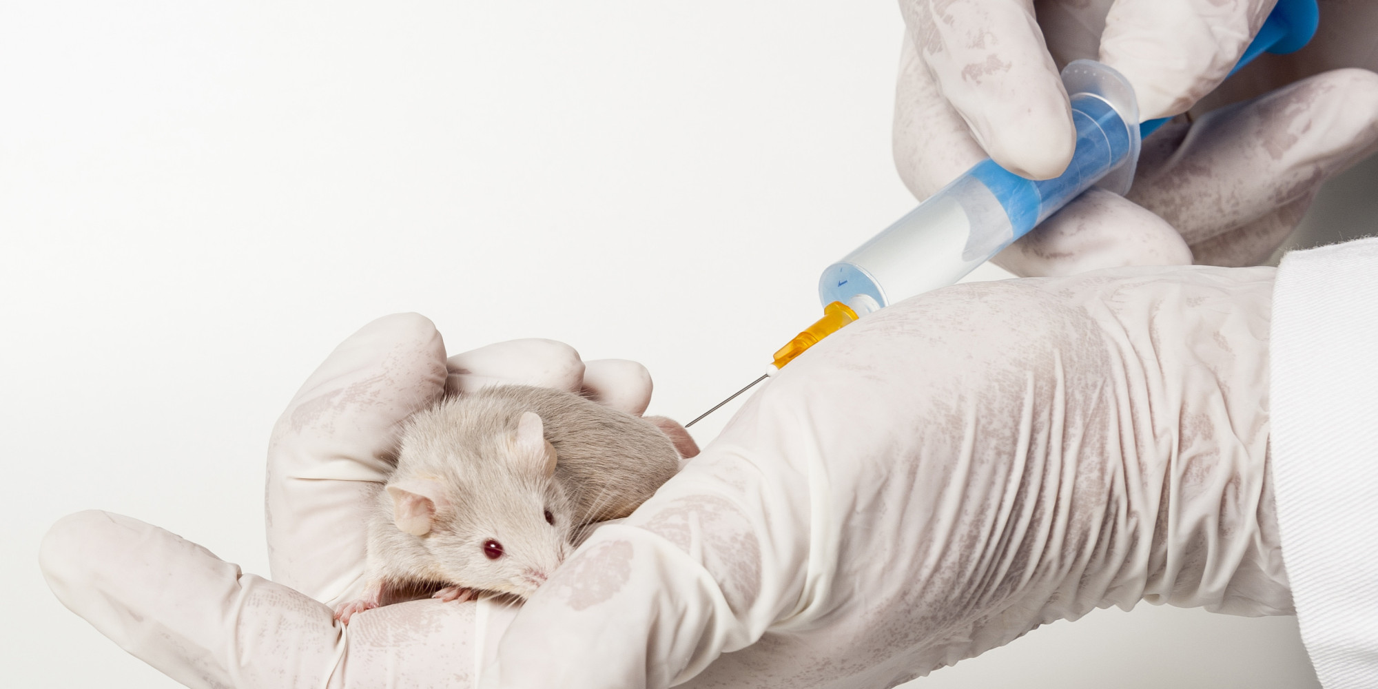Вакцина мыши. Исследования на мышах. Заражение лабораторных животных.